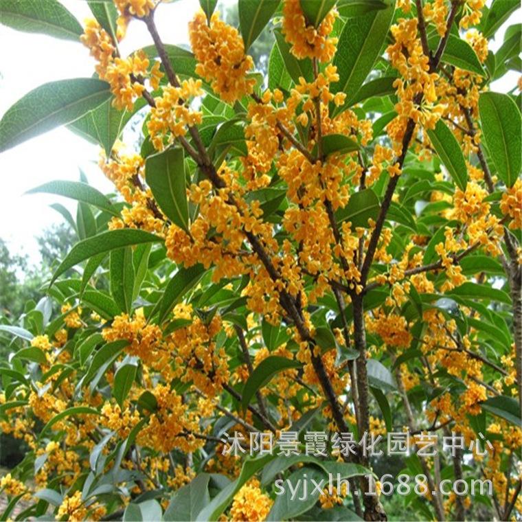 比特币小桂花(比特币小桂花团队)