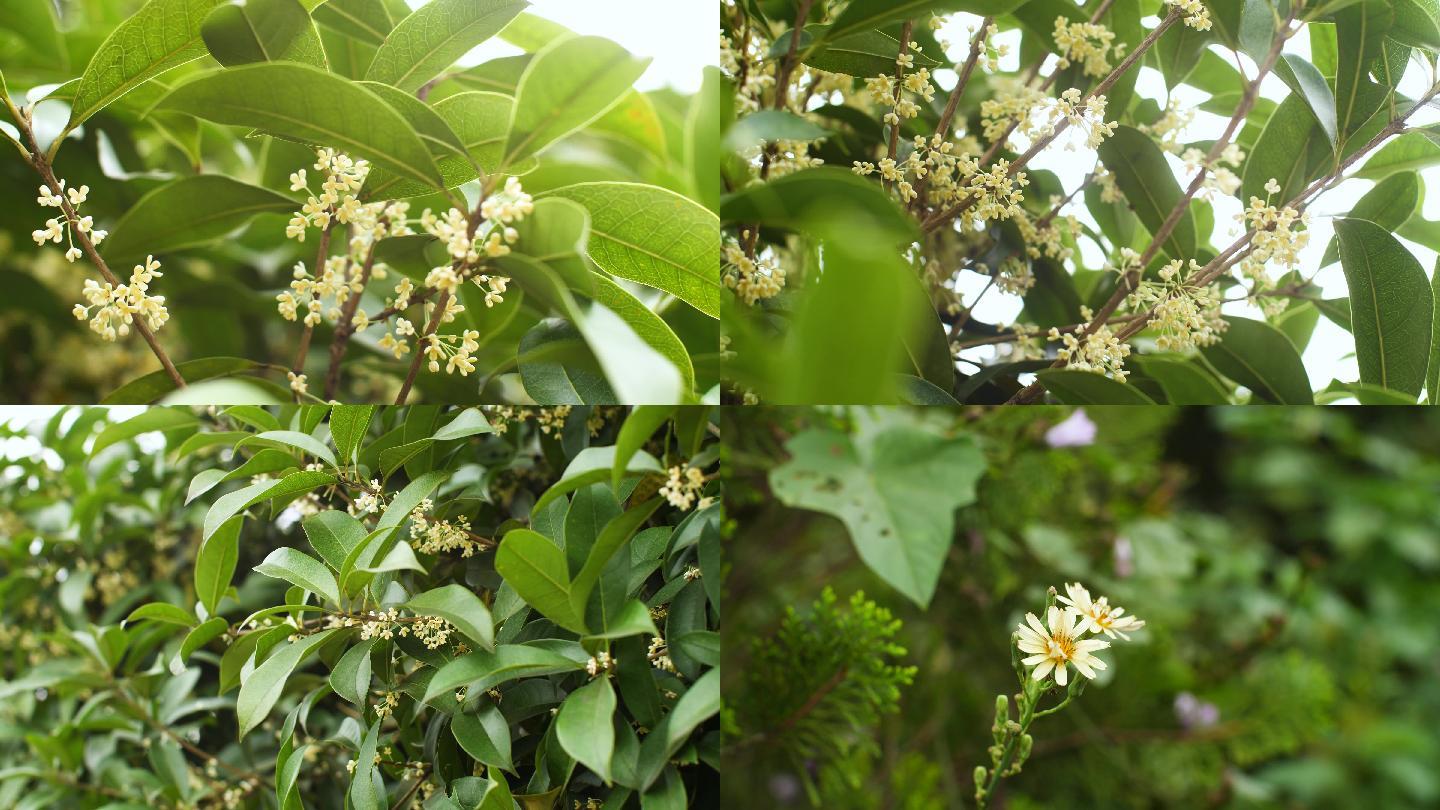 比特币小桂花(比特币小桂花团队)